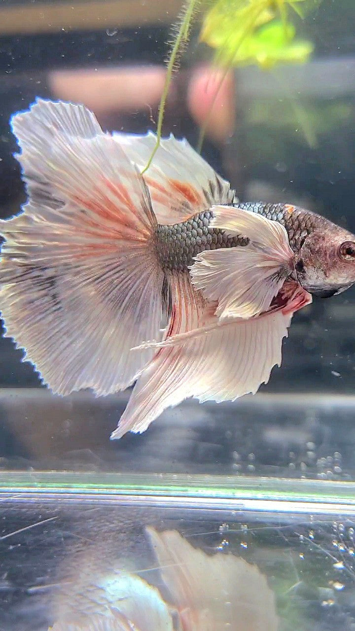 HALFMOON DUMBO EAR WHITE COPPER GREY BETTA FISH
