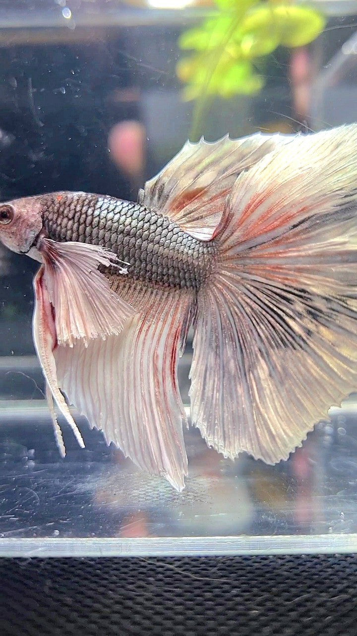 HALFMOON DUMBO EAR WHITE COPPER GREY BETTA FISH