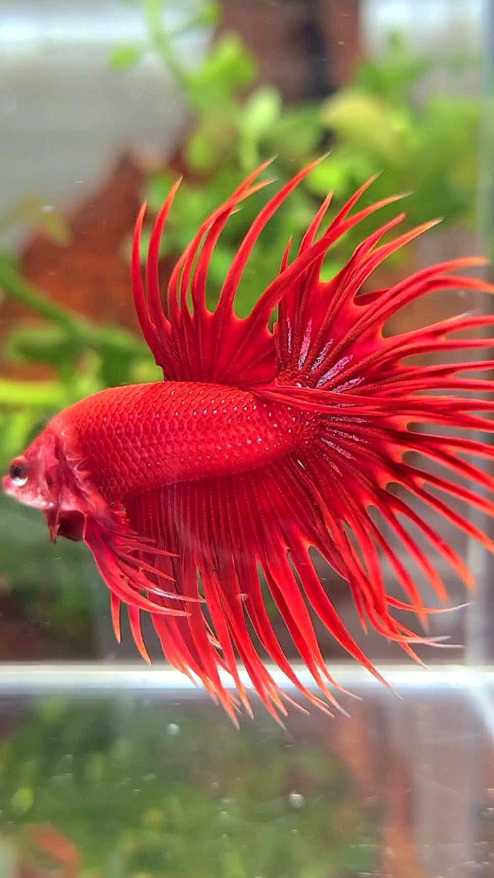 CROWNTAIL SUPER RED BETTA FISH