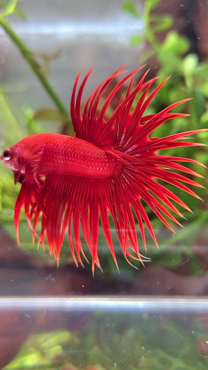 CROWNTAIL SUPER RED BETTA FISH