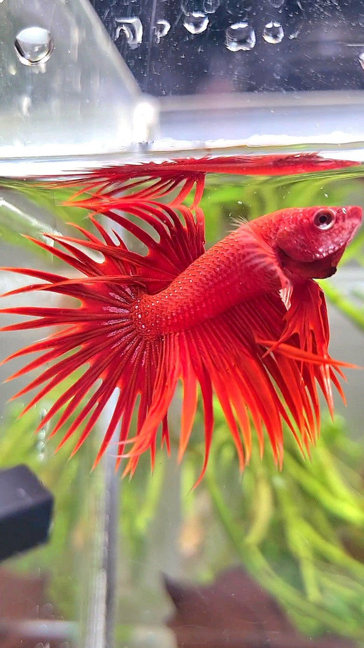 CROWNTAIL SUPER RED BETTA FISH