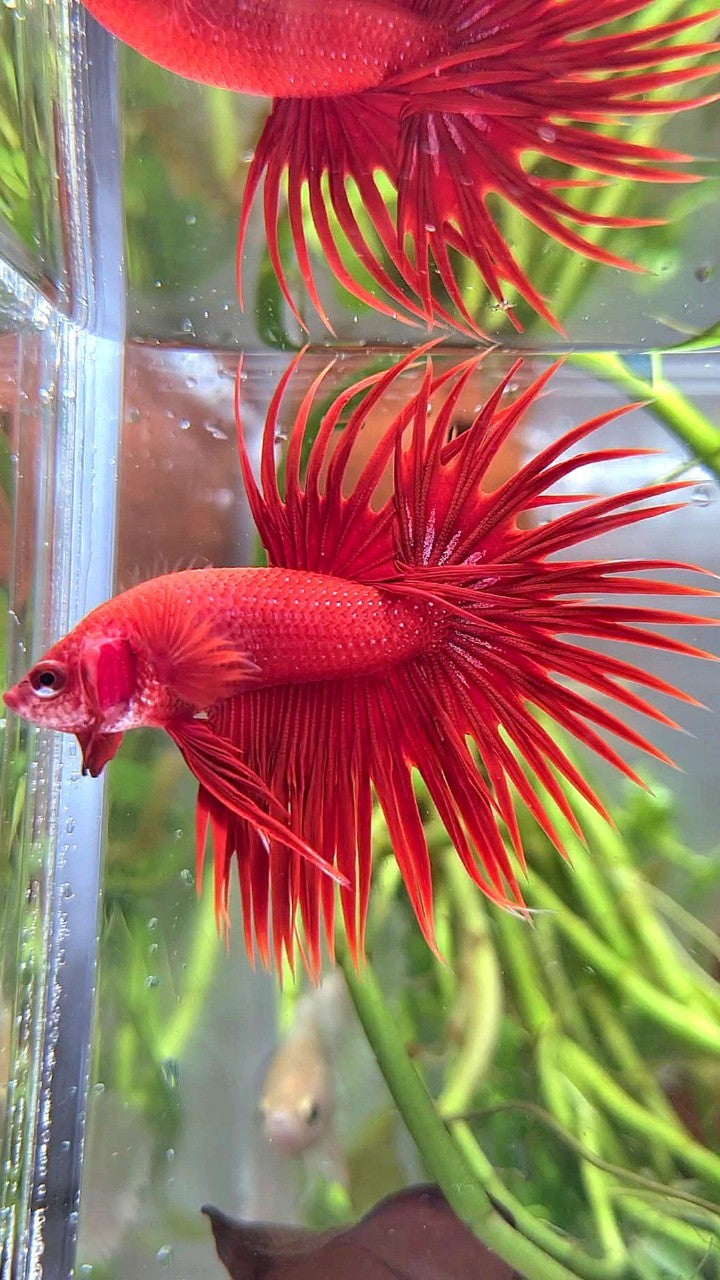 CROWNTAIL SUPER RED BETTA FISH