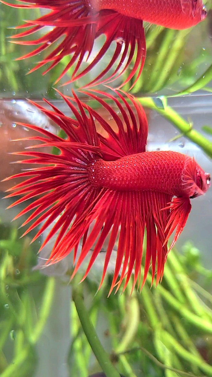 CROWNTAIL SUPER RED BETTA FISH