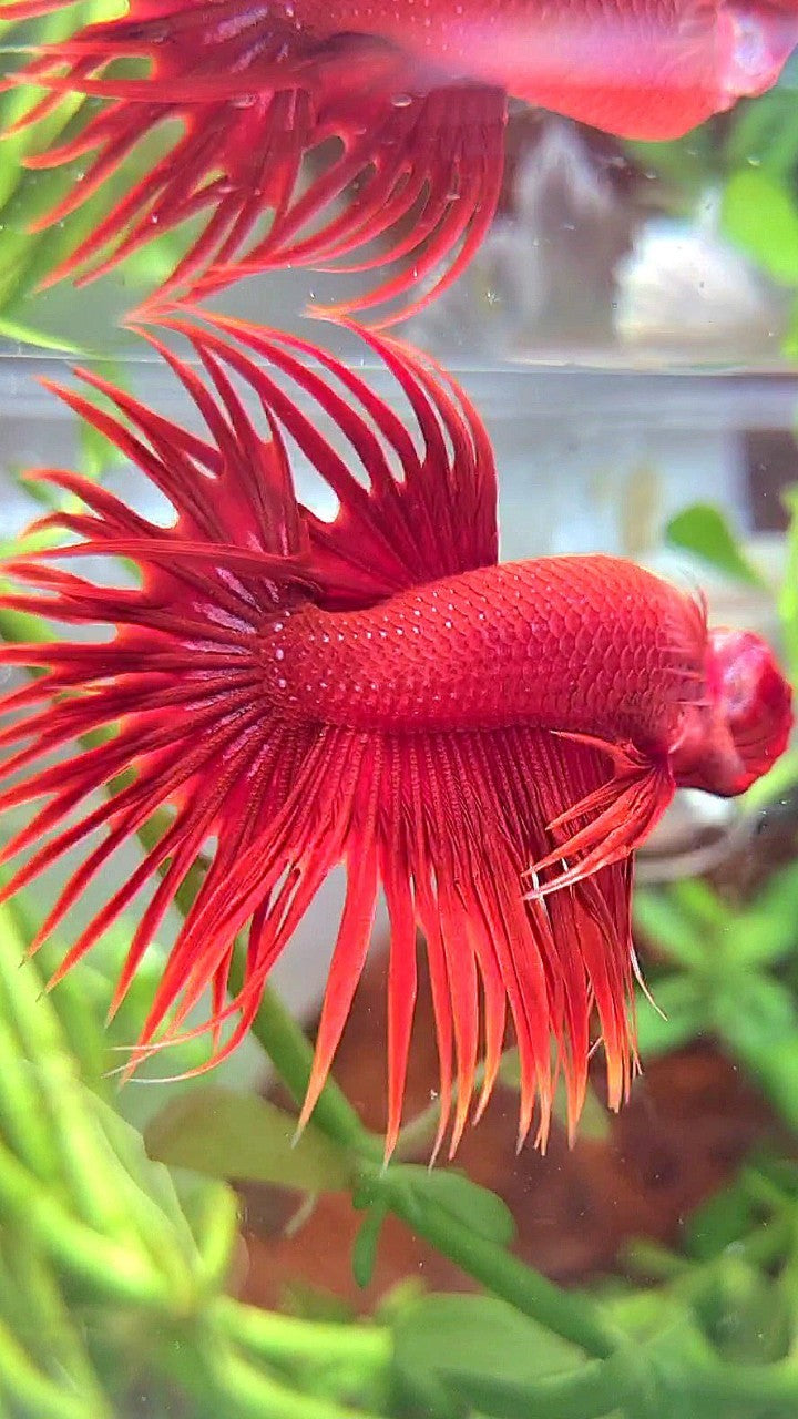 CROWNTAIL SUPER RED BETTA FISH