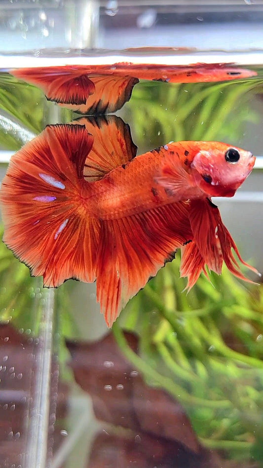HMPK ORANGE KOI CLASSIC MULTICOLOR BETTA FISH