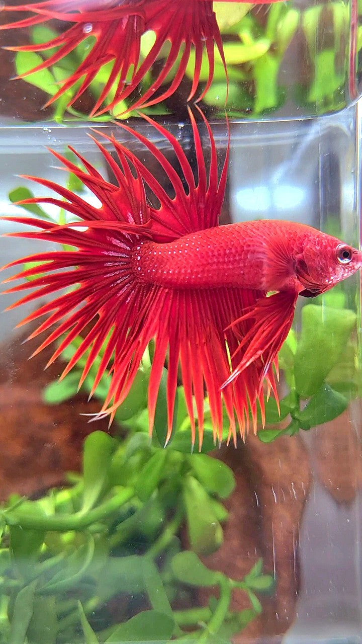 CROWNTAIL SUPER RED BETTA FISH