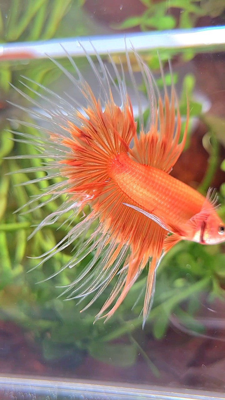 CROWNTAIL ORANGE SUNKIST BUTTERFLY BETTA FISH