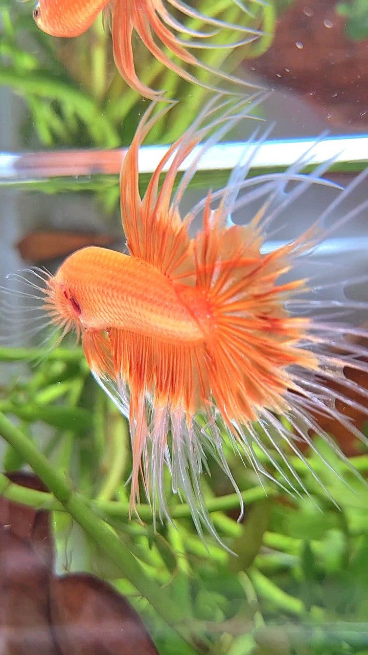 CROWNTAIL ORANGE SUNKIST BUTTERFLY BETTA FISH