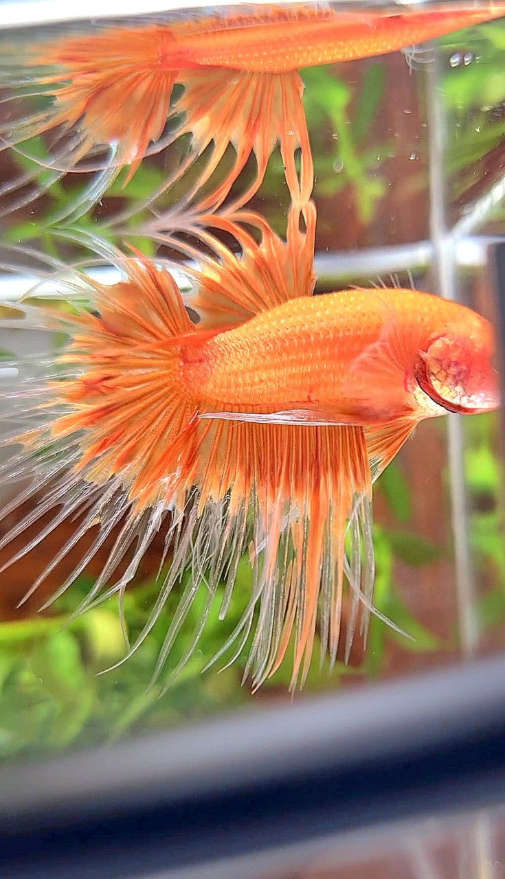 CROWNTAIL ORANGE SUNKIST BUTTERFLY BETTA FISH