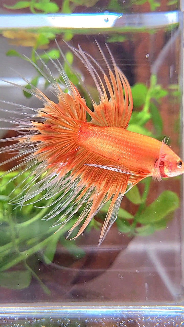 CROWNTAIL ORANGE SUNKIST BUTTERFLY BETTA FISH