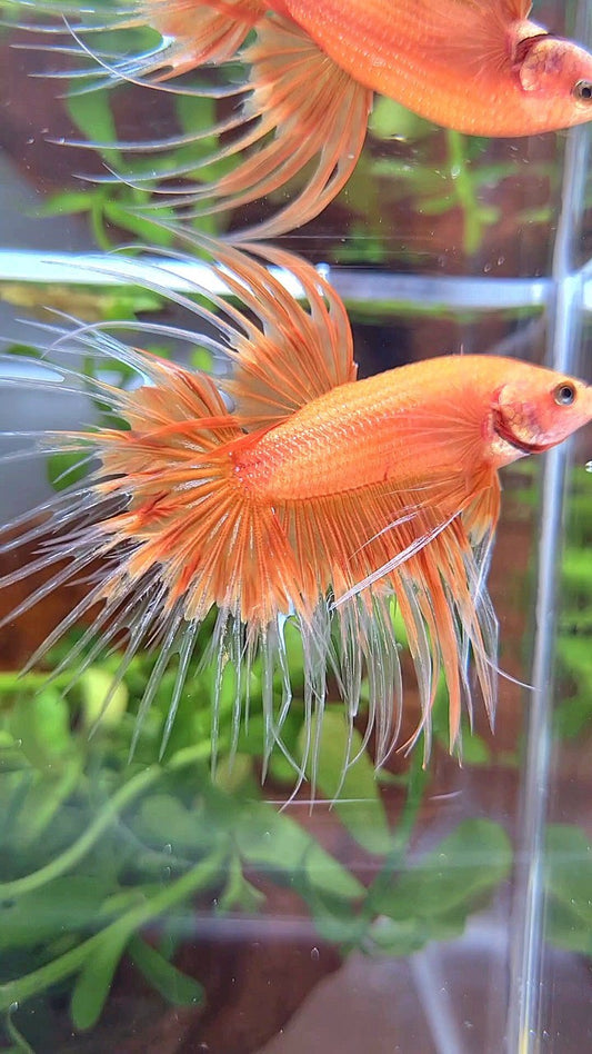 CROWNTAIL ORANGE SUNKIST BUTTERFLY BETTA FISH