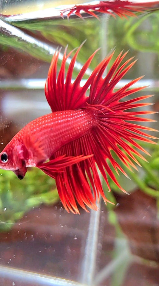CROWNTAIL SUPER RED BETTA FISH
