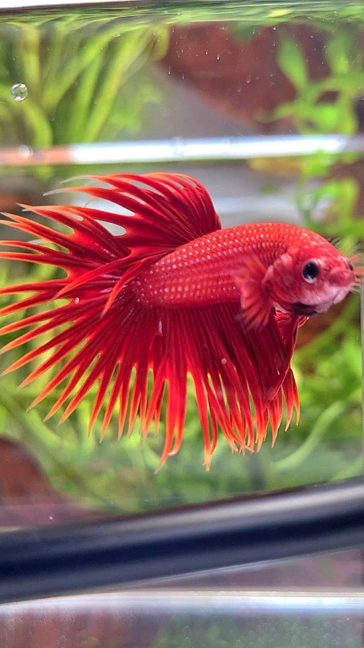 CROWNTAIL SUPER RED BETTA FISH