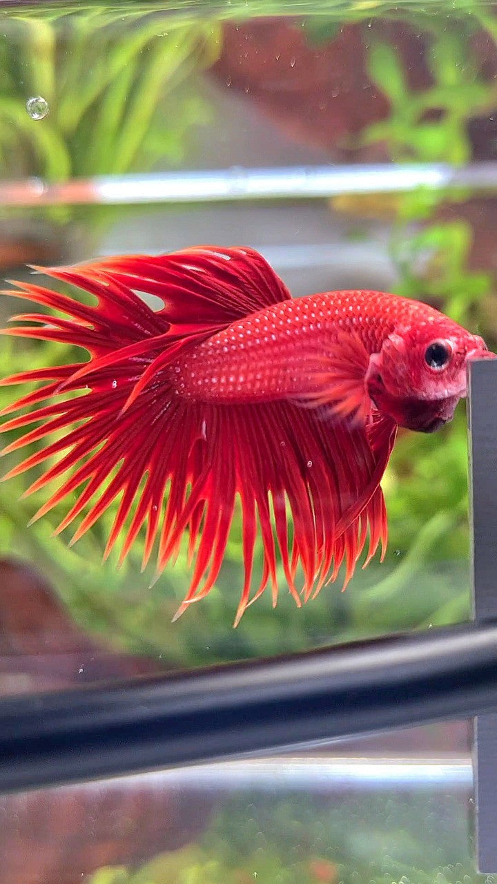 CROWNTAIL SUPER RED BETTA FISH