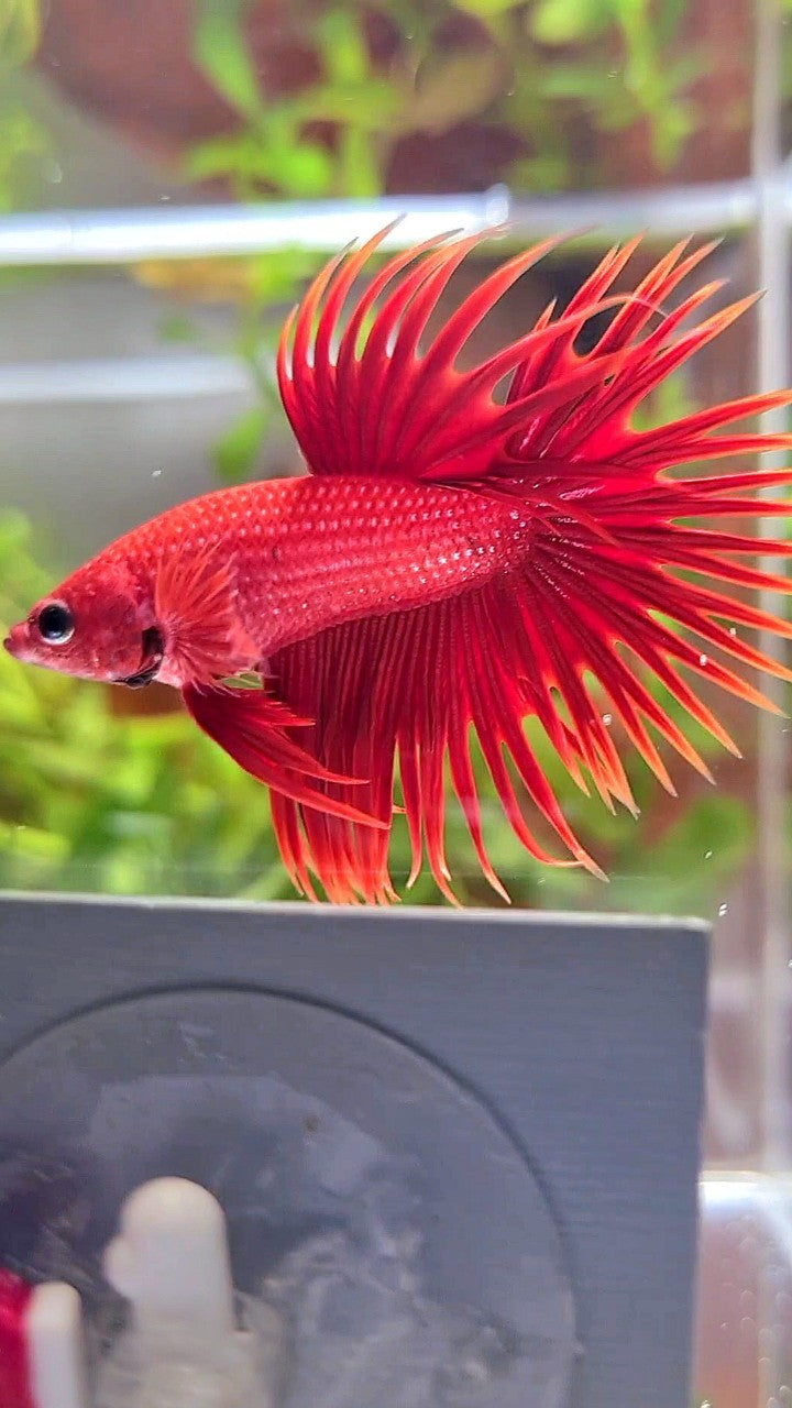 CROWNTAIL SUPER RED BETTA FISH