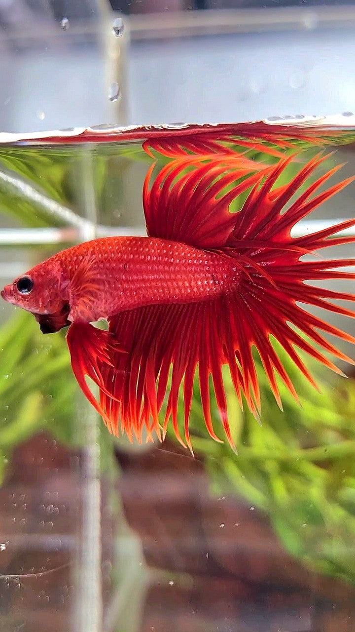 CROWNTAIL SUPER RED BETTA FISH