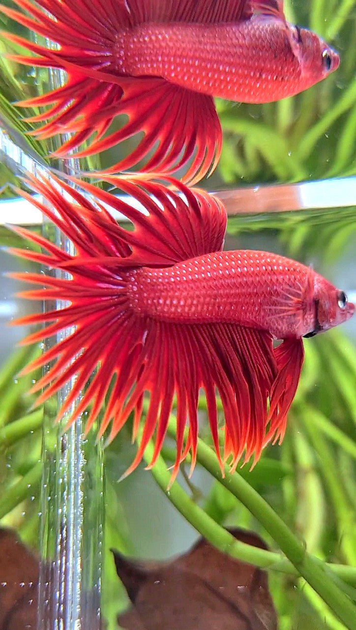 CROWNTAIL SUPER RED BETTA FISH