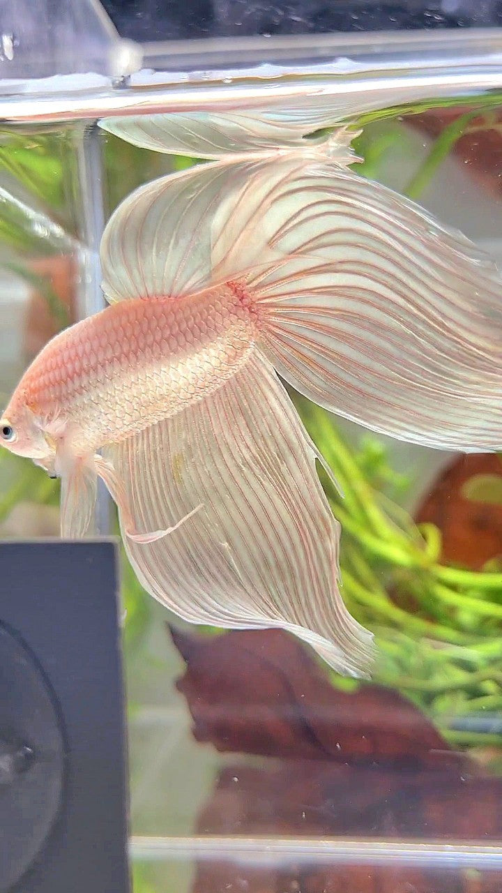XXL VEILTAIL WHITE PLATINUM SOLID BETTA FISH