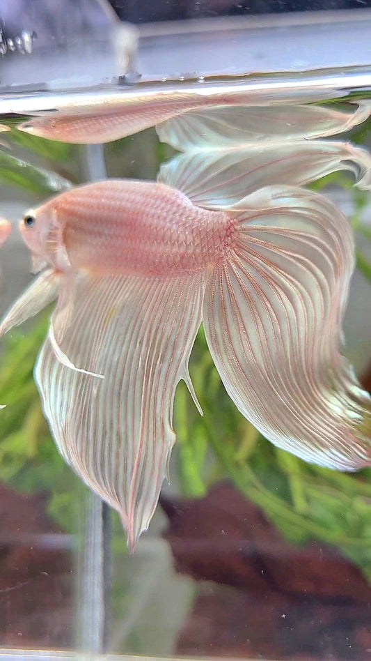 XXL VEILTAIL WHITE PLATINUM SOLID BETTA FISH