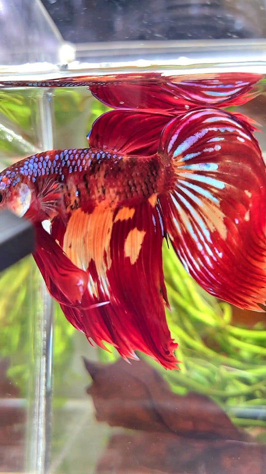 XL VEILTAIL RED FIRE SUPER MULTICOLOR BETTA FISH