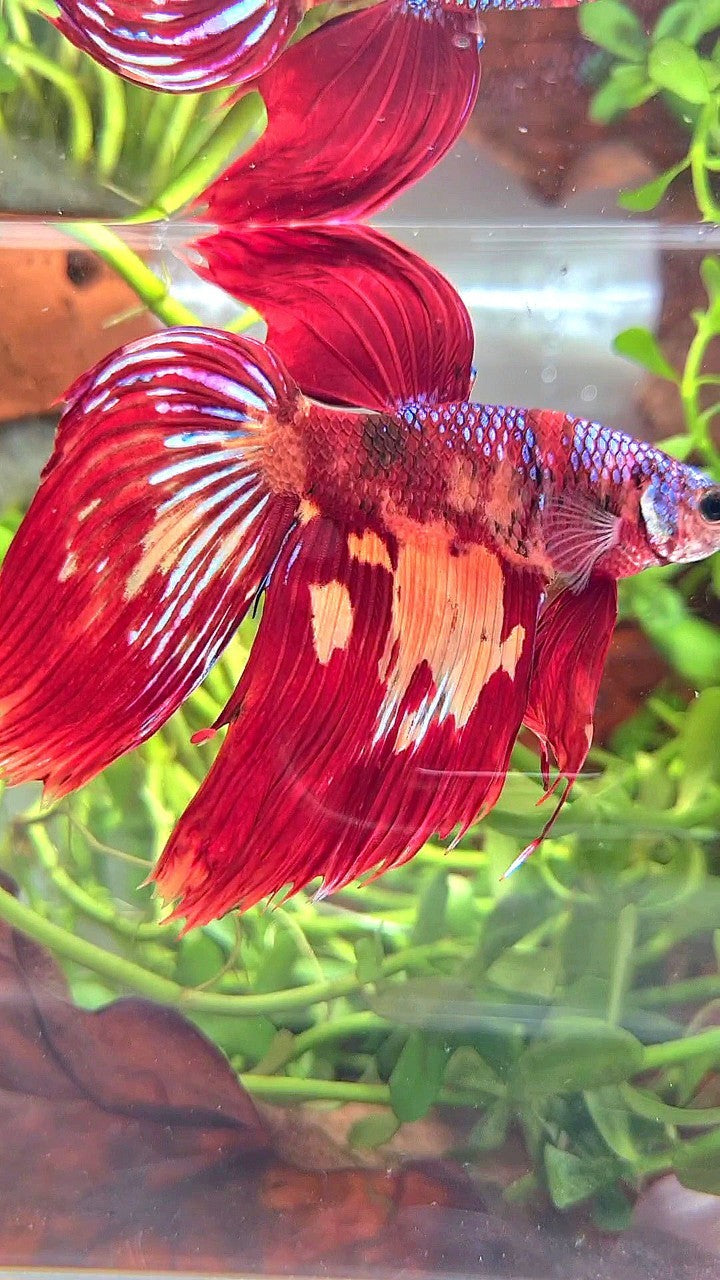 XL VEILTAIL RED FIRE SUPER MULTICOLOR BETTA FISH