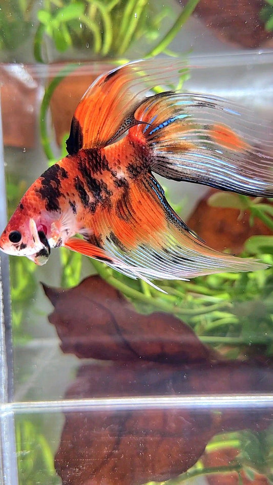 XL VEILTAIL ORANGE TIGER MULTICOLOR BETTA FISH