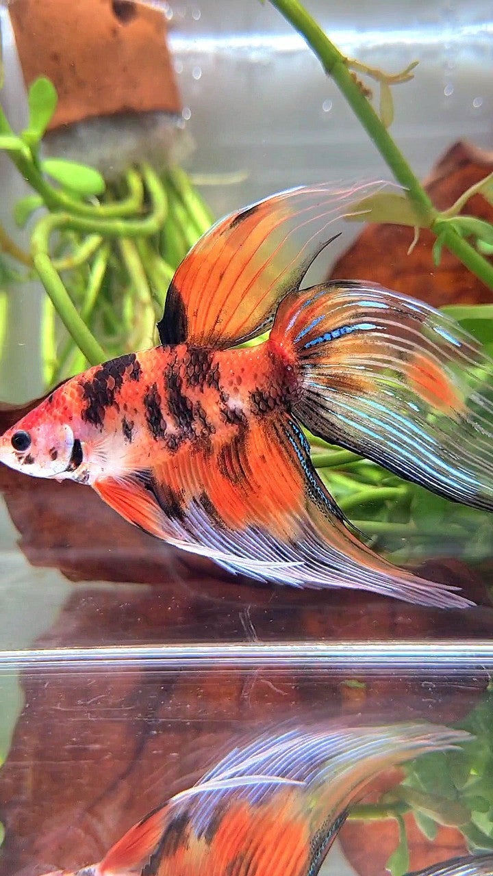 XL VEILTAIL ORANGE TIGER MULTICOLOR BETTA FISH
