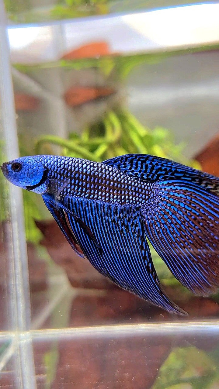 LONGFIN DELTA TAIL BLUE ALIEN HYBRID WILD BETTA FISH