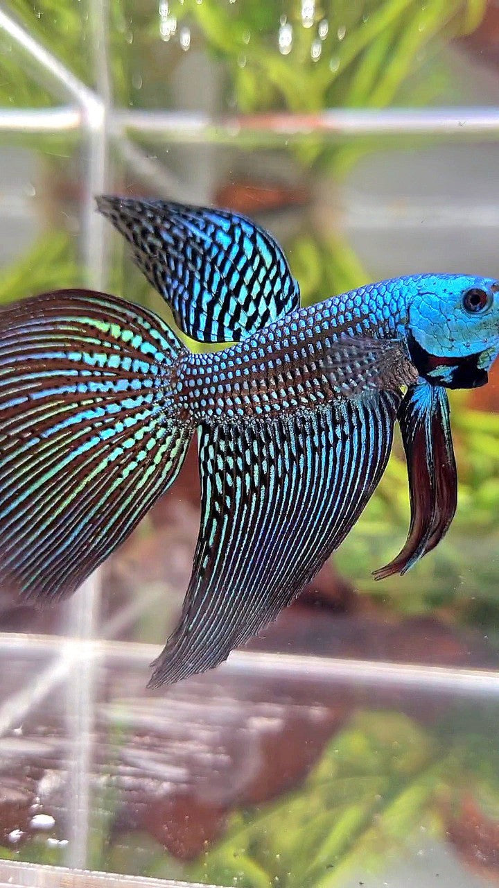 LONGFIN DELTA TAIL GREEN ALIEN HYBRID WILD BETTA FISH