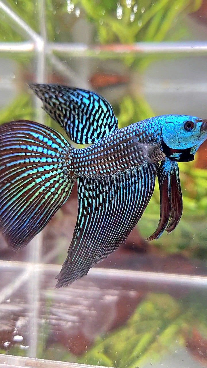 LONGFIN DELTA TAIL GREEN ALIEN HYBRID WILD BETTA FISH