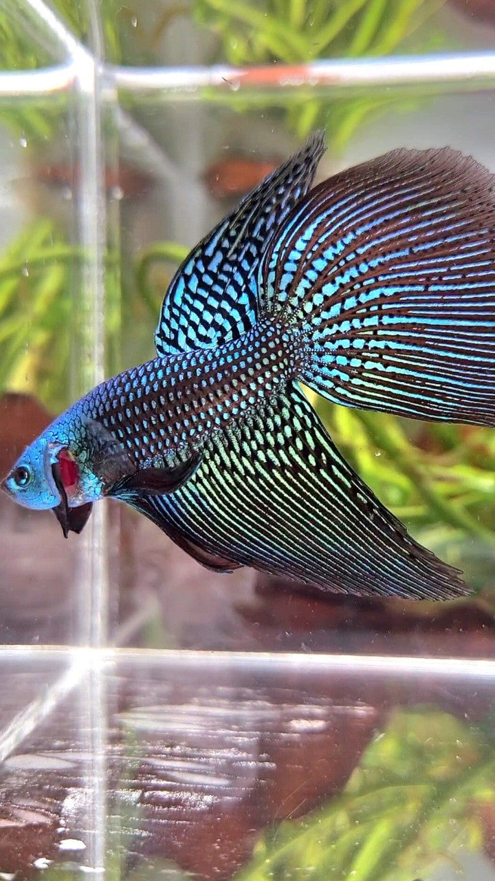 LONGFIN DELTA TAIL GREEN ALIEN HYBRID WILD BETTA FISH