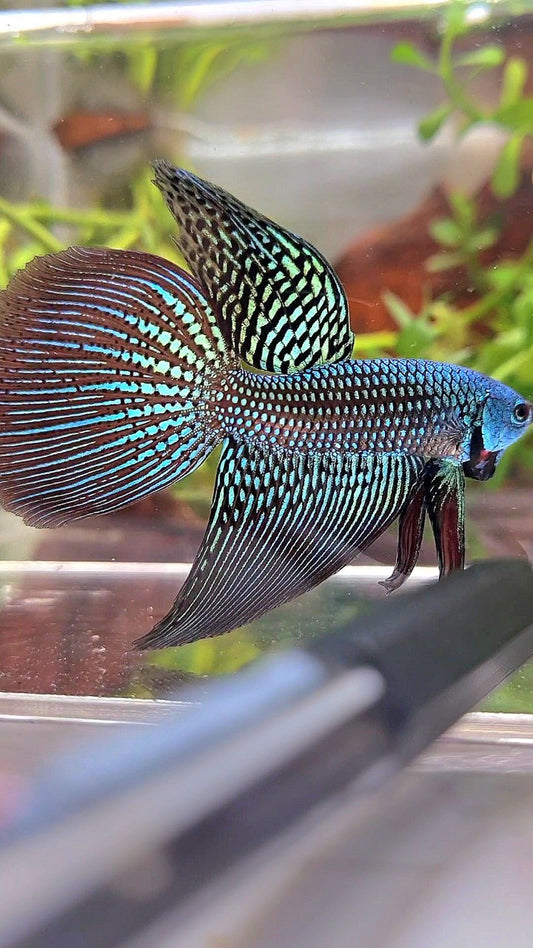 LONGFIN DELTA TAIL GREEN ALIEN HYBRID WILD BETTA FISH