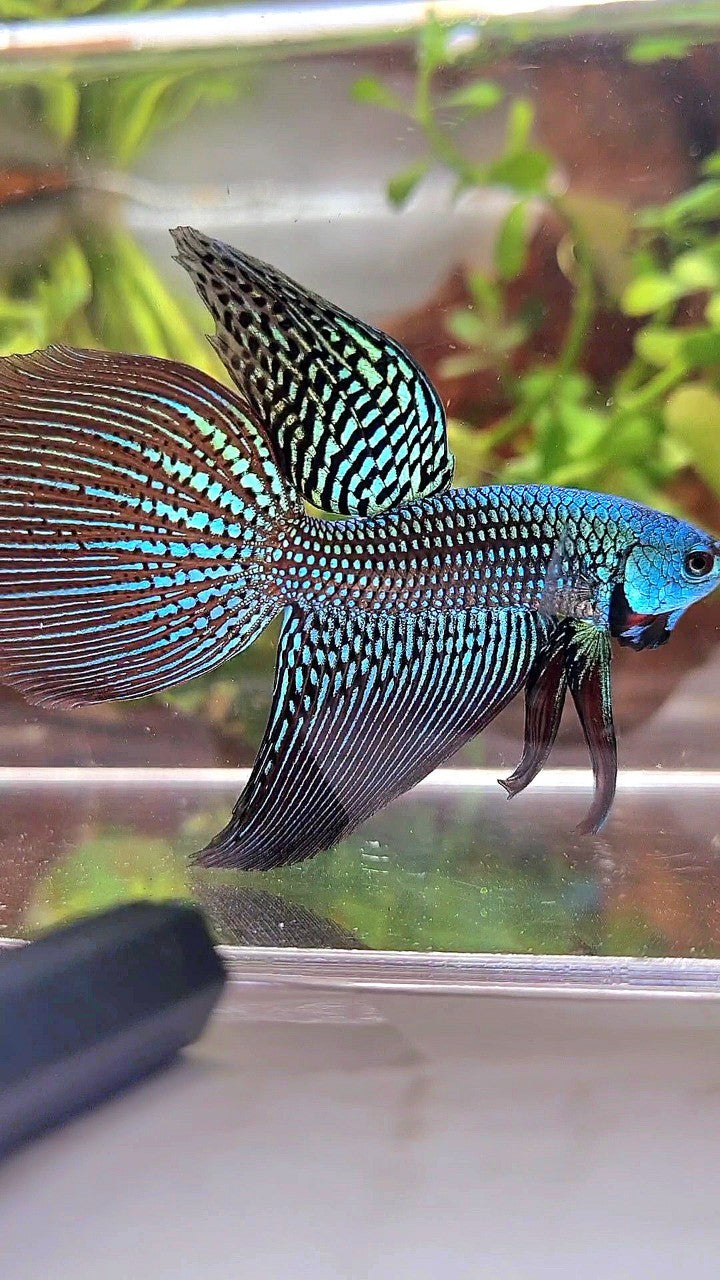LONGFIN DELTA TAIL GREEN ALIEN HYBRID WILD BETTA FISH