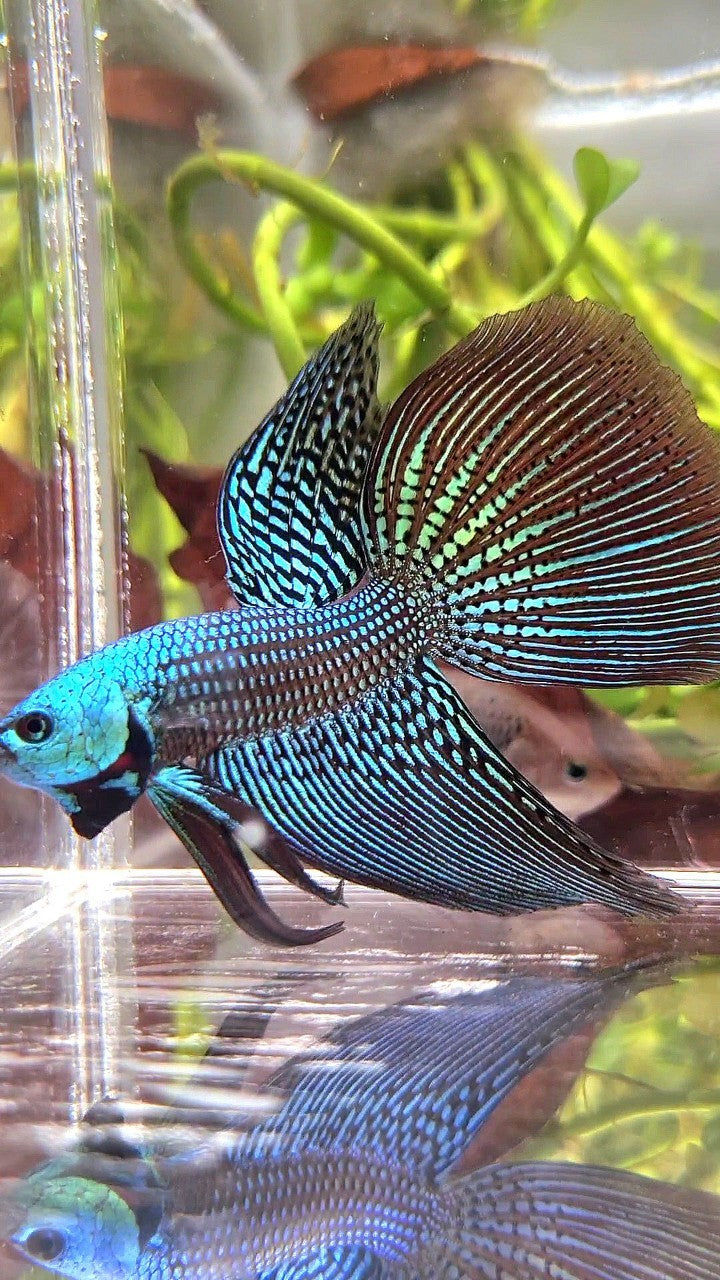 LONGFIN DELTA TAIL GREEN ALIEN HYBRID WILD BETTA FISH