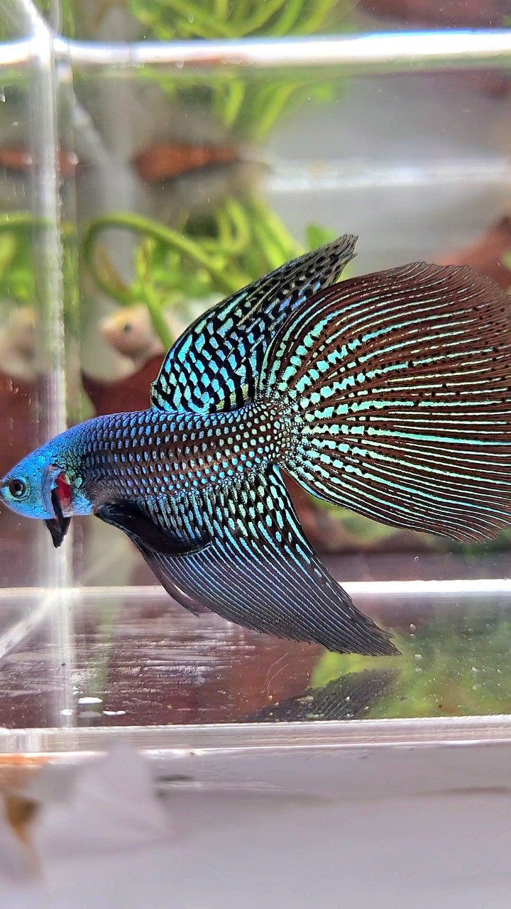 LONGFIN DELTA TAIL GREEN ALIEN HYBRID WILD BETTA FISH