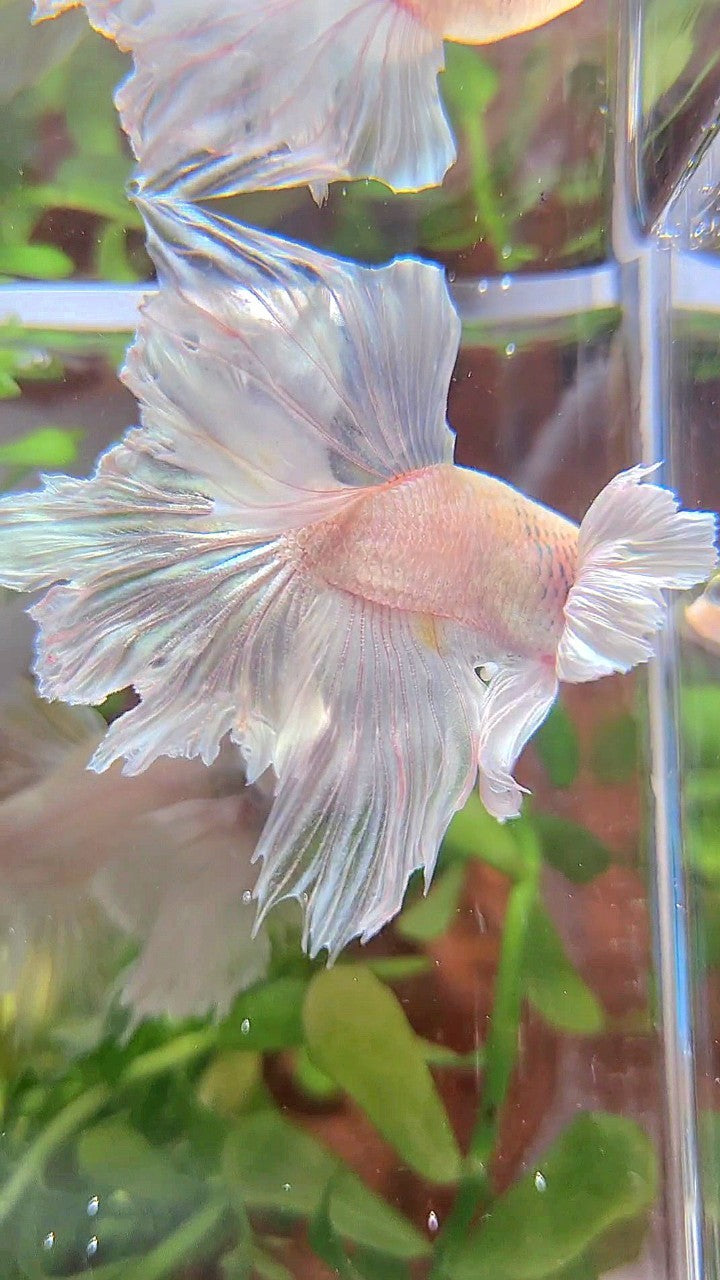 BONSAI HALFMOON DUMBO EAR WHITE PLATINUM BETTA FISH