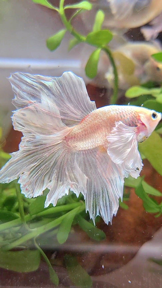 BONSAI HALFMOON DUMBO EAR WHITE PLATINUM BETTA FISH