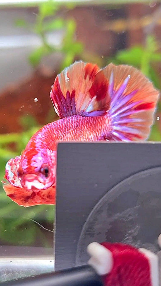 PLAKAT PINK FIRE FANCY MULTICOLOR BETTA FISH