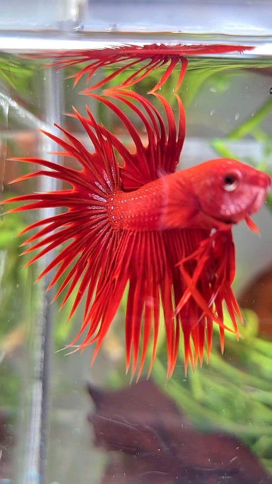 CROWNTAIL SUPER RED BETTA FISH