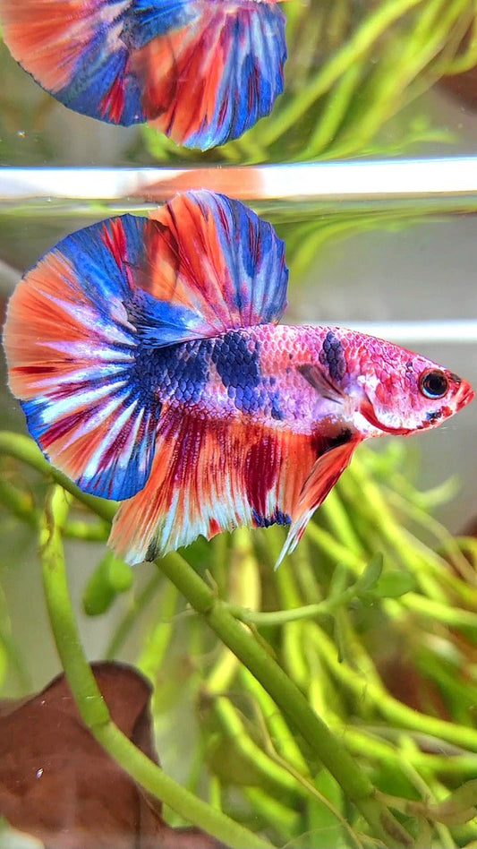 HMPK BLUE FANCY MULTICOLOR BETTA FISH