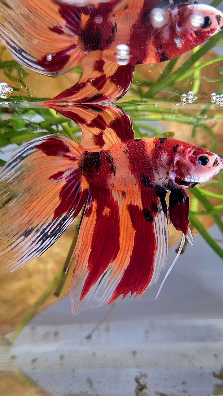 XL VEILTAIL ORANGE NEMO LEOPARD CLASSIC MULTICOLOR BETTA FISH
