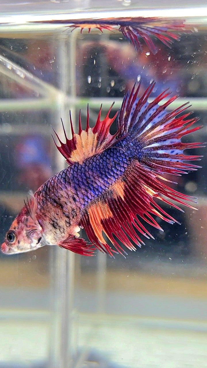 FEMALE CROWNTAIL BLUE FIRE MULTICOLOR BETTA FISH