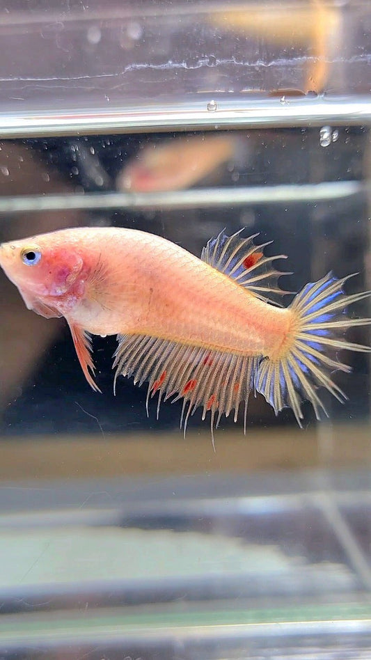 FEMALE CROWNTAIL ARMAGEDDON BETTA FISH