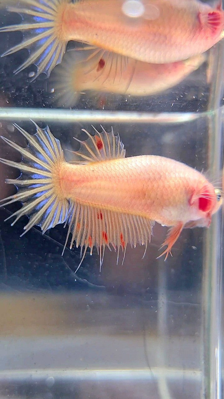 FEMALE CROWNTAIL ARMAGEDDON BETTA FISH