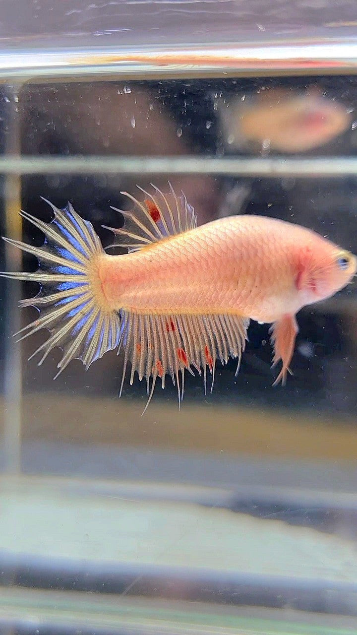 FEMALE CROWNTAIL ARMAGEDDON BETTA FISH