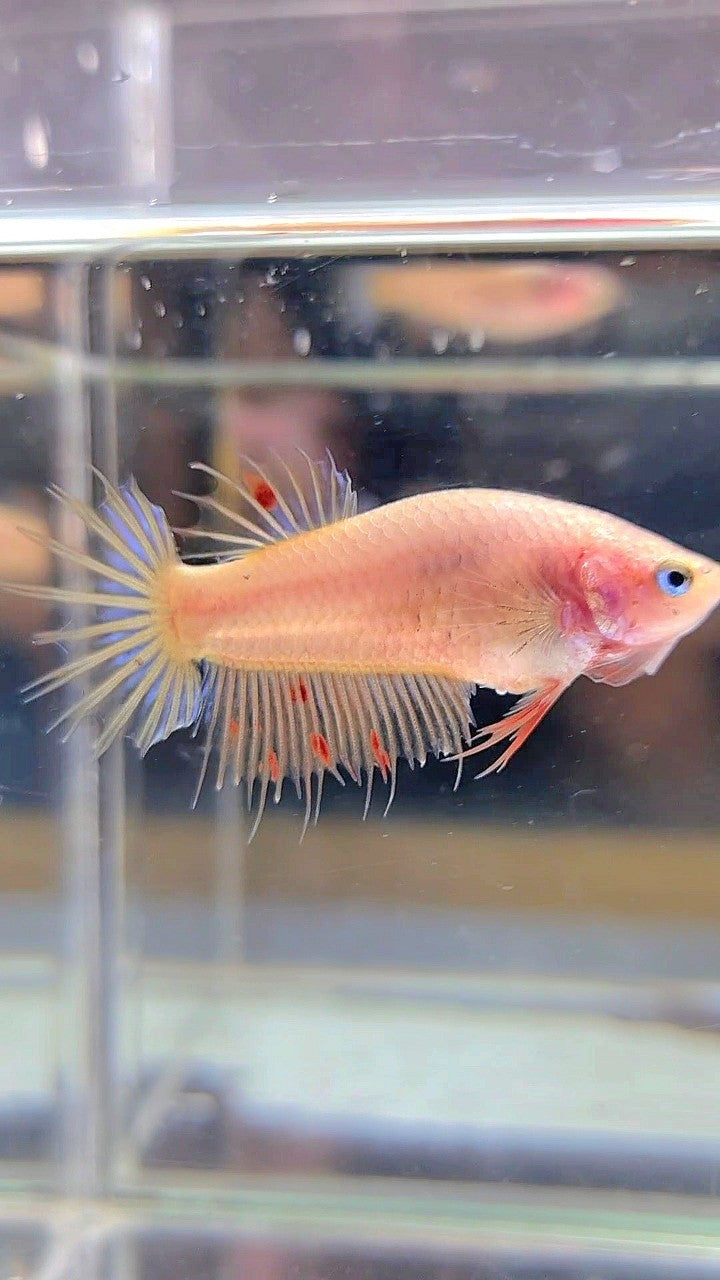 FEMALE CROWNTAIL ARMAGEDDON BETTA FISH