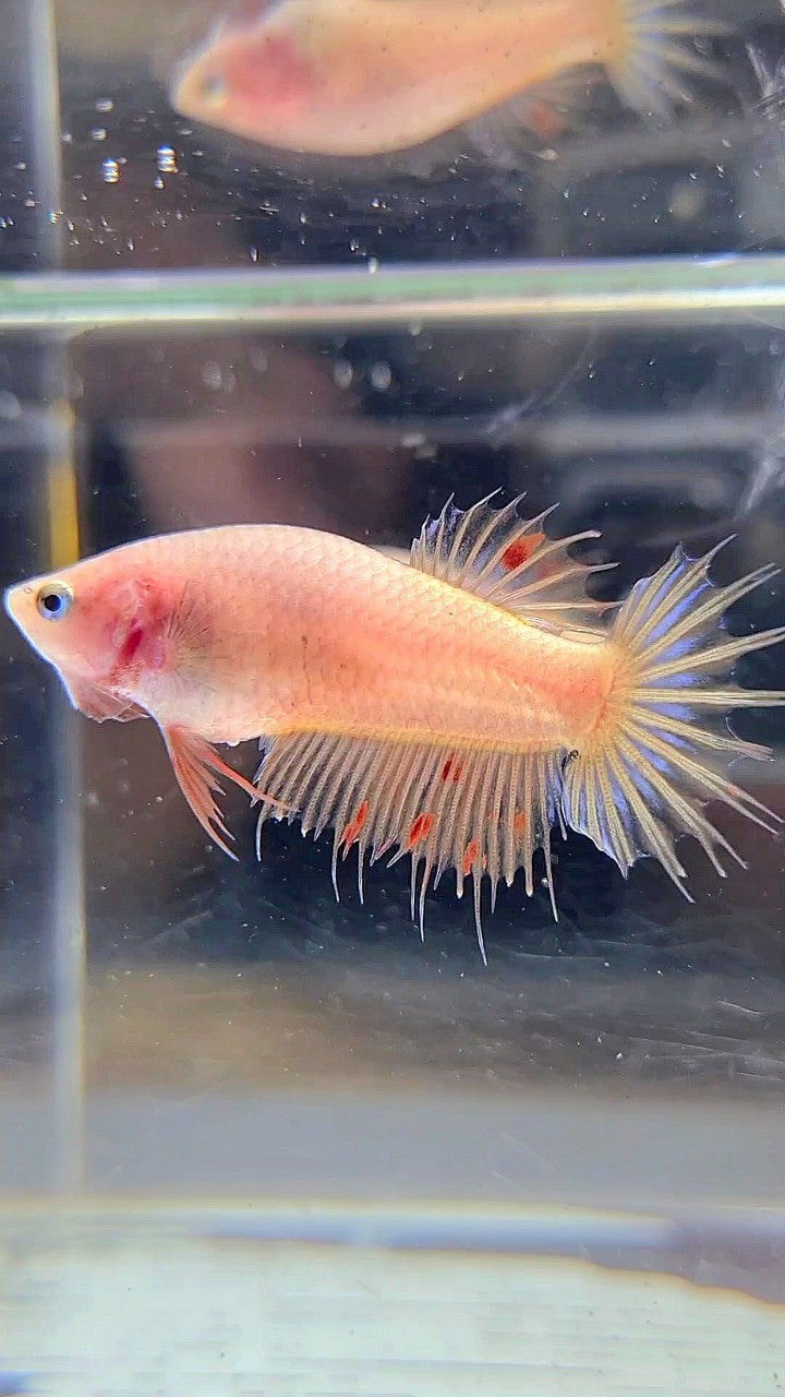 FEMALE CROWNTAIL ARMAGEDDON BETTA FISH