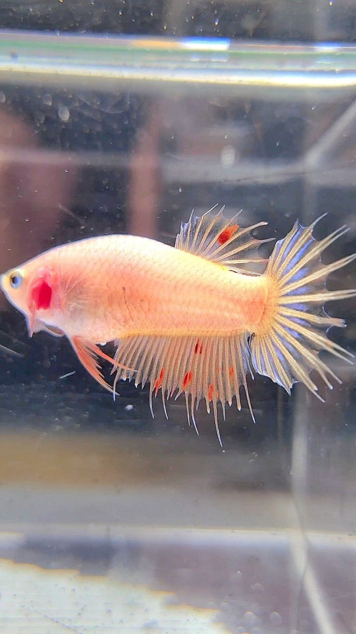 FEMALE CROWNTAIL ARMAGEDDON BETTA FISH