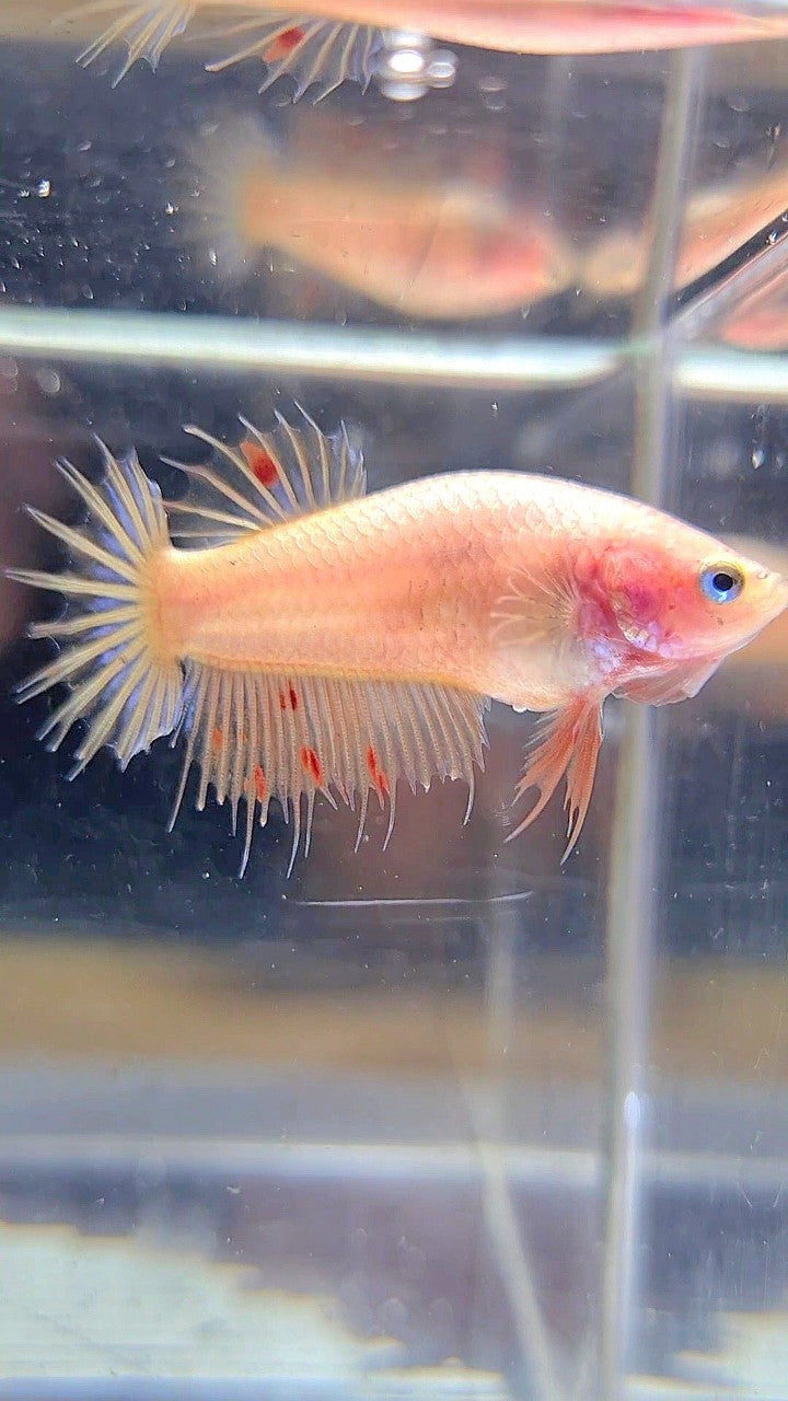 FEMALE CROWNTAIL ARMAGEDDON BETTA FISH