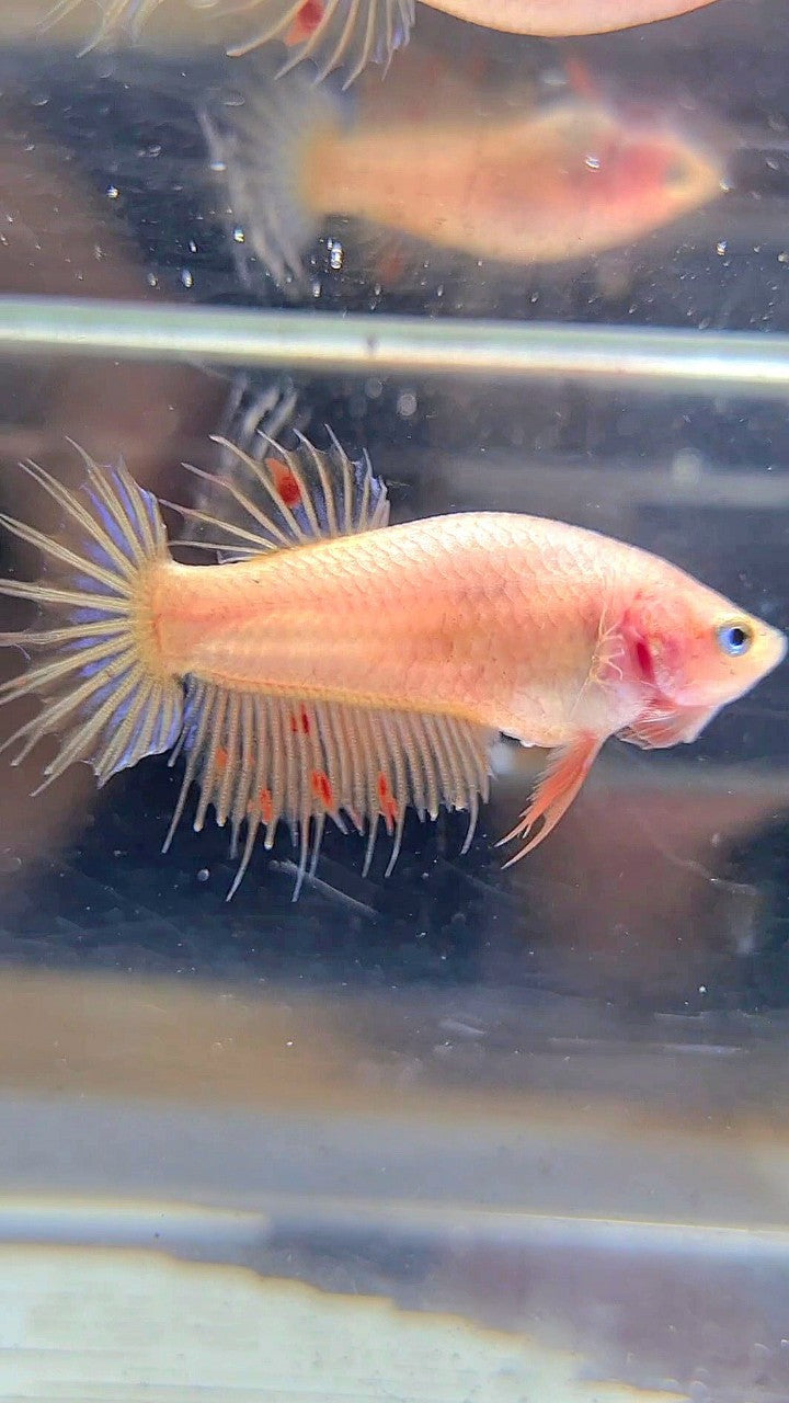 FEMALE CROWNTAIL ARMAGEDDON BETTA FISH